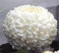 img7822546.jpg